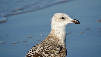 Möwe, Einzeltier am Nordseestrand