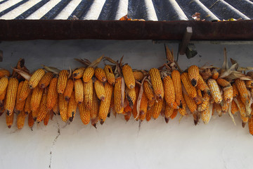 Bundles of corn cobs hang under the roof of the barn. Good harvest of the fall. Photo background. Agriculture theme © yuliakrawetz