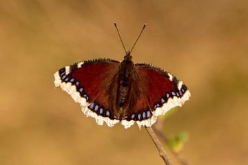 Obraz premium Trauermantel - Schmetterling - Edelfalter - Allgäu - selten