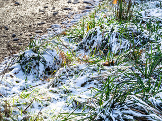 green grass on roadside of frozen dirty road