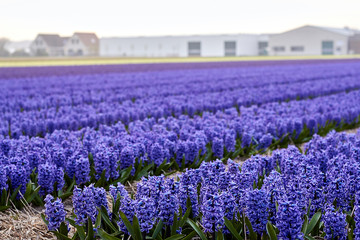 Blossoming colourful field of violet hyacinth flowers in the evening during the spring, Holland,...