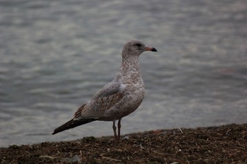 Seagull