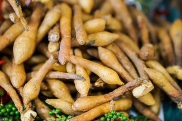 Boesenbergia pandurata or Krachai is a spice vegetable for Thai cooking.