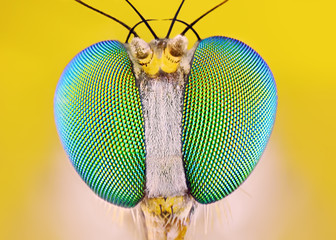 Extreme sharp and detailed macro of 2 mm long legged fly