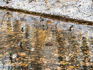 flock of ducks float in forest river in autumn day