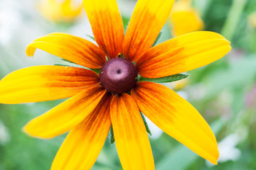 Close-up flower of yellow chamomile with red dark middle.