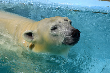ホッキョクグマ