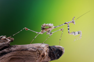 Sibylla pretiosa macro mantis
