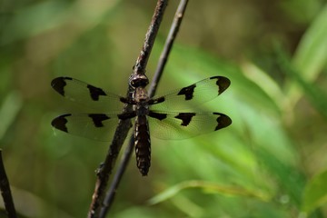 dragonfly