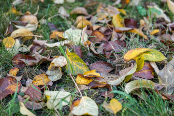 autumn leaves on green grass