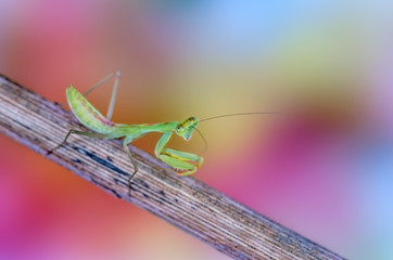Alalomantis Sp mantis macro