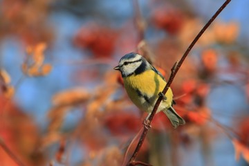 Cute eurasian blue tit sitting on the branch. Parus caeruleus. Autumn wildlife scene from nature. Bird in the nature habitat.