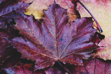 colorful beautiful autumn leaves