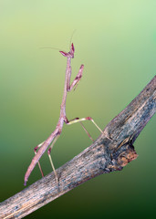 Heterochaeta mantis nymph macro