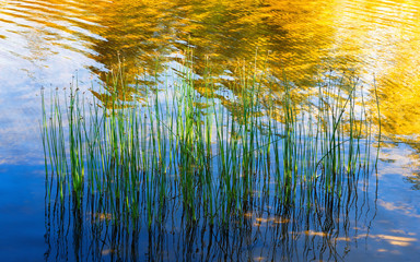 Reflection Of Water Plants And Sunlight In The Lake - 231938776