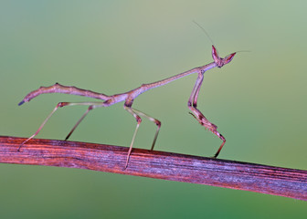 Heterochaeta mantis nymph macro
