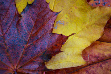 colorful beautiful autumn leaves
