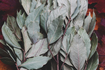 dry bay leaves on a dark background