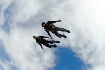 Naklejka na ściany i meble Skydivers diving fast