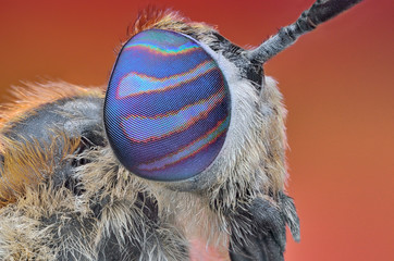 Extreme sharp and detailed portrait of colorful horse fly