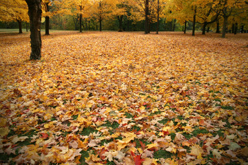 Fallen Leaves in Autumn