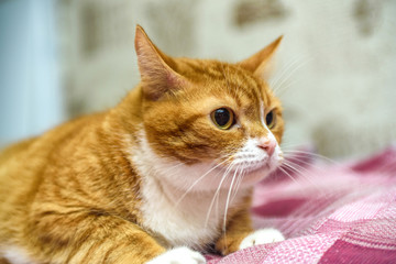 portrait of a ginger domestic cat close up.