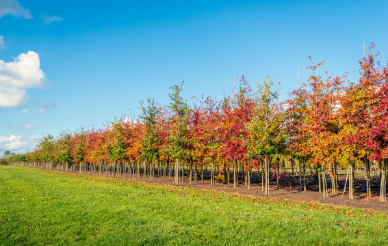 Long rows of young oak avenue trees in varied colors supported by bamboo sticks
