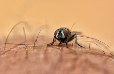 Fly on a skin.