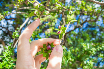 hand and myrtle tree