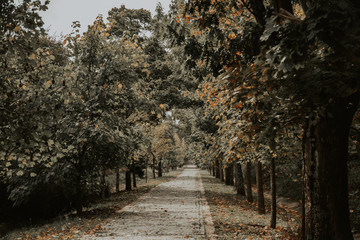 alley in the park in the autumn
