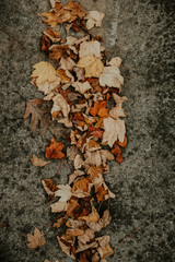 autumn leaves on the ground