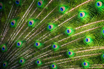 Gros plan sur des plumes de paon