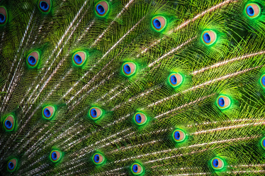 Gros plan sur des plumes de paon