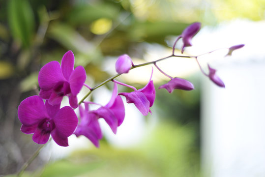 pink flowers of lilac