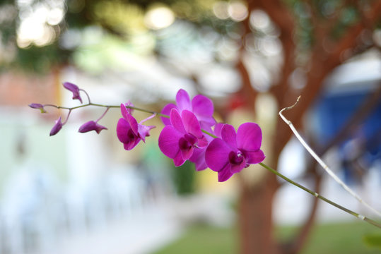 pink flowers on a background