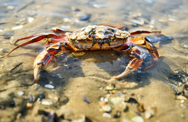 Krebs auf Sylt im Watt frontal