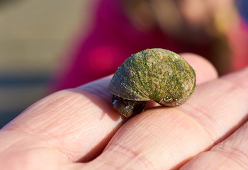 Wattschnecke mit Moos auf Handfläche close up