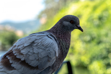 one pigeon in urban site