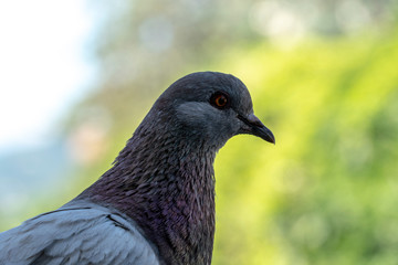 one pigeon in urban site