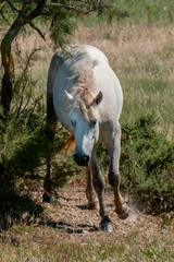 Fototapeta na wymiar Wild horse in french delta