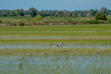 Bird in french delta