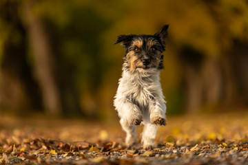 Jack Russell Terrier. Young cute dog is running fast through a tree avenue in the woods