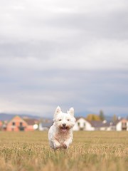 happy white dog running down in autumn nature