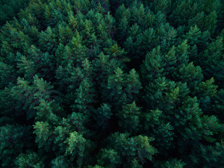 Aerial scene of the green woods of high mountains.