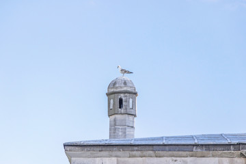 pigeon with mosque in istanbul