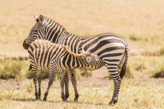 Baby zebra sucking milk