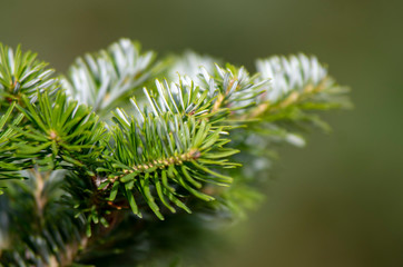 Zielona gałązka iglasta, ujęcie makro.  © Aneta