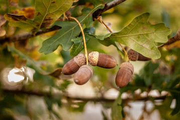 Oak tree with ripe acorns. Sunny autumn day. Close up image of brown acorns. Shallow depth of filed. © Iwona