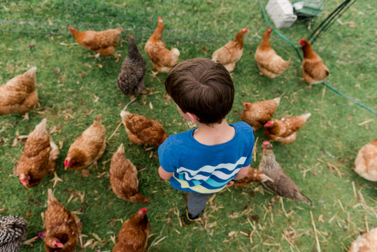 little boy at a farm with hens