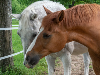 Two horses are standing in the steel.